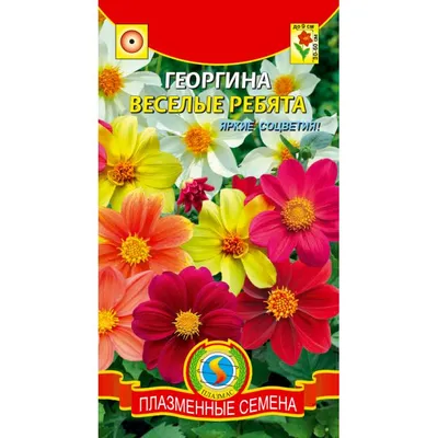 Георгина Фигаро Красный, семена – купить в питомнике по цене 153 ₽ с  доставкой по всей России.