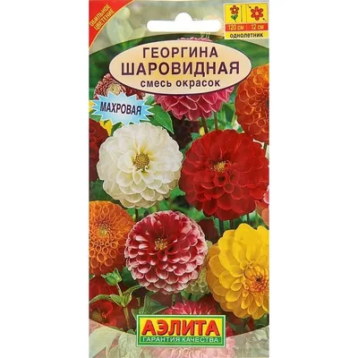 Георгина Амадеус. Купить семена цветов.