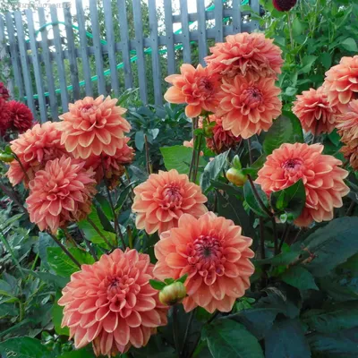 Георгина изменчивая (Dahlia variabilis)