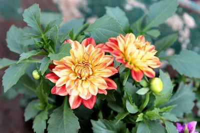 Цветы в горшке Георгин Далиетта d12-14 - купить в Волхове, отзывы. ТД  «Вимос»