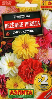 Георгины Весёлые ребята (Funny Boys)