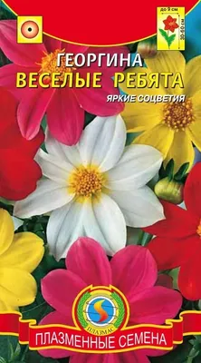 Веселые ребята(георгин однолетний) - описание сорта, фото, саженцы,  посадка, особенности ухода. Дачная энциклопедия.