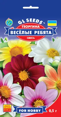 Георгина Веселые Ребята семена купить в Украине | Веснодар