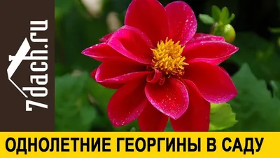 Георгины Веселые ребята смесь - купить семена в Украине дешево | Florium.ua