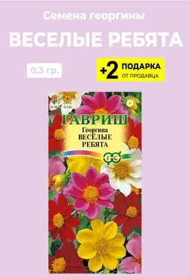 Отзыв о Семена Гавриш \"Георгина Веселые ребята\" | Цветут почти все лето и  немного осенью.