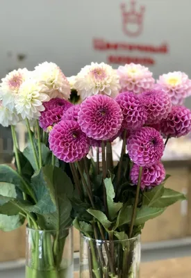 Цветы Георгины доставка Владивосток Цветочный король доставка