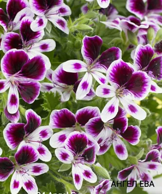 pac® Angeleyes® Burgundy* - Straathof Young Plants