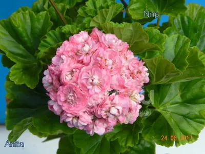 Пеларгония (герань) Anita – купить в Москве, цена 250 руб., продано 28  марта 2019 – Растения и семена