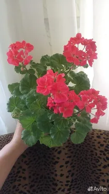 Пеларгония \"Анита\" розебудная – купить в Санкт-Петербурге, цена 250 руб.,  продано 28 августа 2018 – Растения и семена