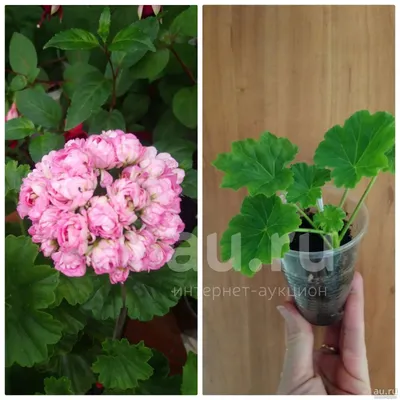 irina_gomel_pelargonii | Gomel