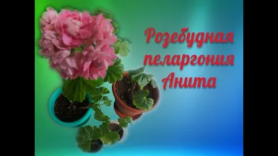 Розебудная пеларгония Anita (ID#664136819), цена: 70 ₴, купить на Prom.ua