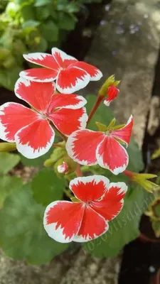 Саженцы пеларгонии Anita - закрытая корневая система, живые цветы для  вашего дома и сада, не семена | AliExpress