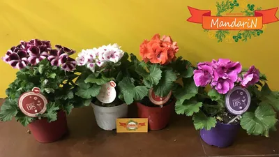 Розоцветная пеларгония Anita (первое цветение)
