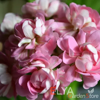 Pelargonium \"Anita\" (22 foto): descrizione della varietà di geranio,  caratteristiche di cura