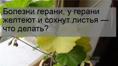 Болезни герани, у герани желтеют и сохнут листья — что делать? - YouTube