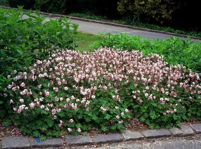 Купить Герань Биоково Geranium Biokovo - в питомнике Флорини