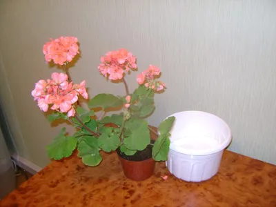 Герань блестящая (Geranium lucidum) - PictureThis