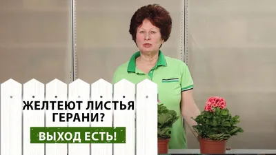 Герань душистая - ООО \"СЦ ЭДЕМ\"