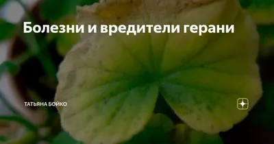 Болезни и вредители герани | Герань, Герани, Заболевания