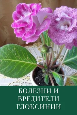 Купить Герань кроваво-красная Макс Фрей Geranium sanguineum Max Frei - в  питомнике Флорини