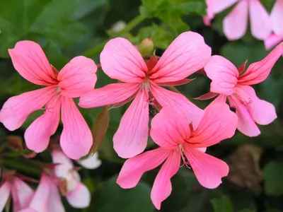 Купить Герань пепельная короткостебельная Geranium cinereum subcaulescens -  в питомнике Флорини