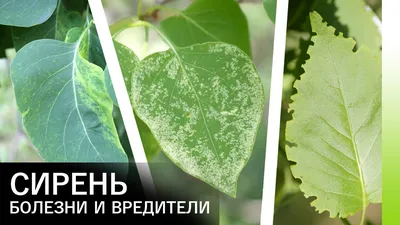 Герань: посадка и уход (цветок для «ленивых»)