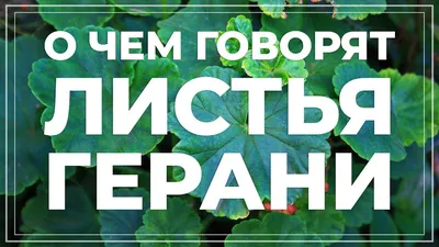 Герань душистая - ООО \"СЦ ЭДЕМ\"