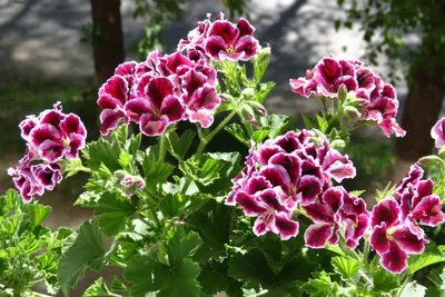 Герань (пеларгония) розовая с белой серединкой | Герань (Pelargonium)