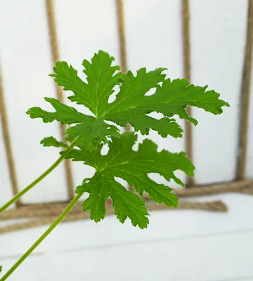 Герань / Пеларгония (Pelargonium) - хороша и на подоконнике и в летнем саду