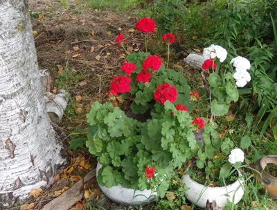 Анатомическое строение вегетативных органов герани лесной (Geranium  sylvaticum L. ) – тема научной статьи по фундаментальной медицине читайте  бесплатно текст научно-исследовательской работы в электронной библиотеке  КиберЛенинка