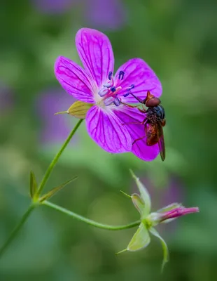 Герань болотная (лат. Geranium palustre) — Фото №127234