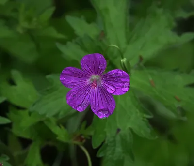 Герань болотная (Geranium palustre). Фото на сайте \"Грибы: информация и  фотографии\"