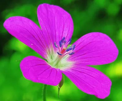 Лесной цветок (герань болотная, Geranium palustre)