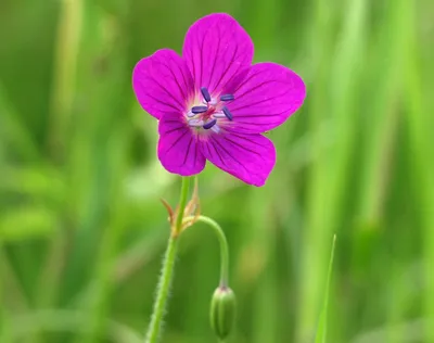 Фотокаталог растений: Герань болотная (Geranium palustre)