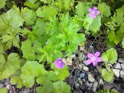 Герань болотная | Geraniums