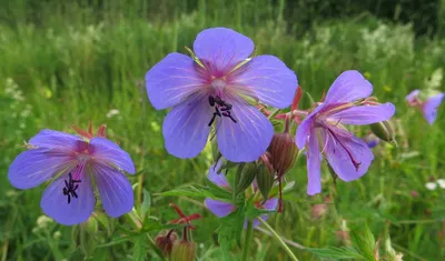 Geranium palustre