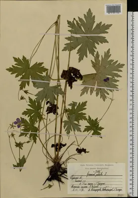 Герань луговая (Geranium pratense L.)