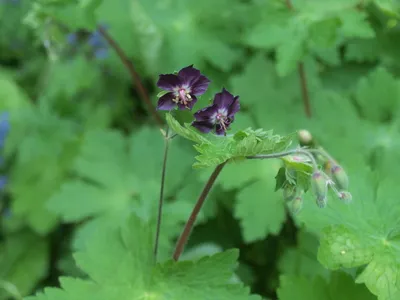 MW0423298, Geranium palustre (Герань болотная), specimen