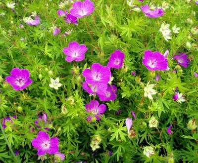 Герань люцидиум (Geranium lucidum)