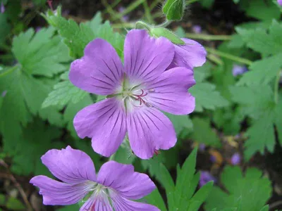 Наблюдение: Geranium palustre L. (David Hocken 16 мая 2023 г.) World flora  - Pl@ntNet identify