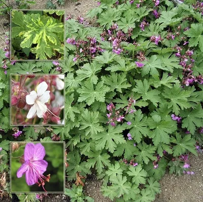 Наблюдение: Geranium palustre L. (Błażej Nowak 1 сент. 2023 г.) World flora  - Pl@ntNet identify