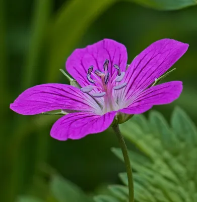 Герань болотная (Geranium palustre) - PictureThis