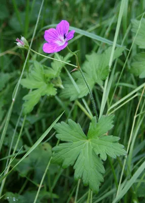 Geranium palustre - Изображение особи - Плантариум