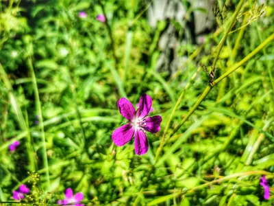 Герань кантабриджийская (Geranium cantabrigiense Saint Ola)