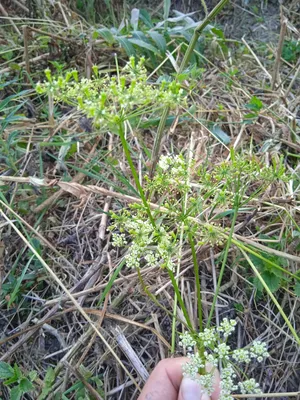 Герань кроваво-красная Аlba Geranium sanguineum - купить сорт в питомнике,  саженцы в Санкт-Петербурге