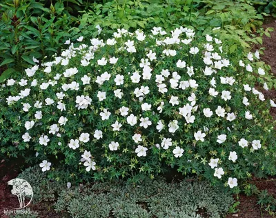 Geranium palustre - Wikispecies