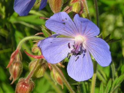 Geranium palustre - Изображение особи - Плантариум