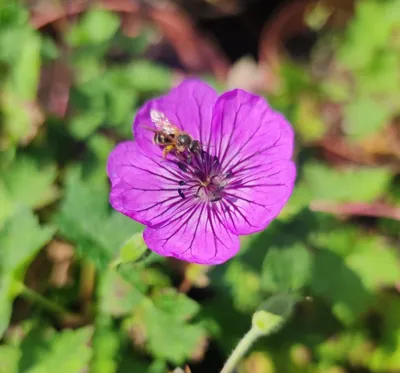 Герань болотная (Geranium palustre). Фото на сайте \"Грибы: информация и  фотографии\"