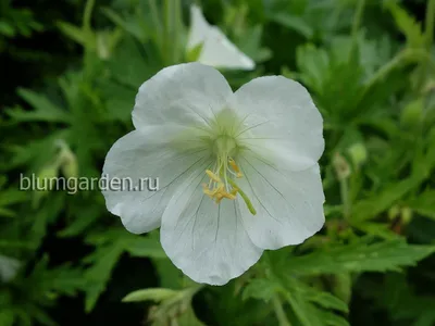 Geranium palustre - Изображение особи - Плантариум