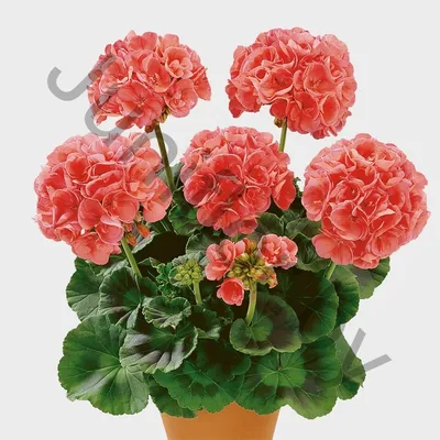 Купить пеларгония pelargonium zonale bergpalais по цене 8 Br в  интернет-магазине Юнифлор